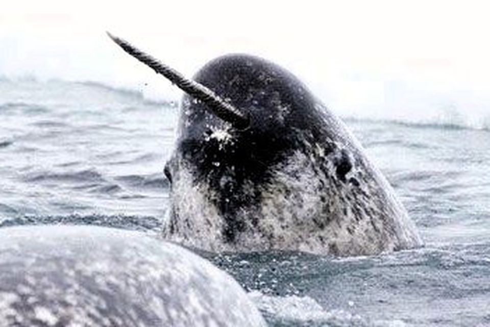 A Narwhal surfacing amid Arctic ice flows showing its remarkable tusk.