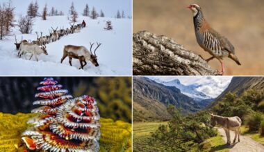 40% of reindeer have been wiped out and armadillos are in Iowa. Here’s how animals are weathering warming holidays
