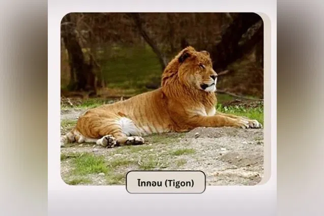 Subscribe Placeholder