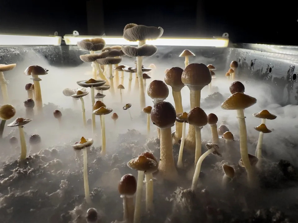 Psilocybin mushrooms stand ready for harvest (Getty Images)