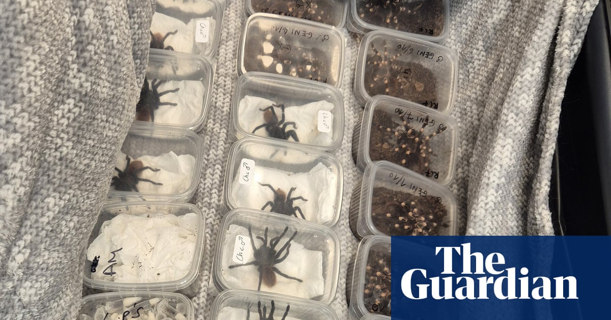 Snakes, spiders and rare birds seized by Border Force in month-long operation | Illegal wildlife trade