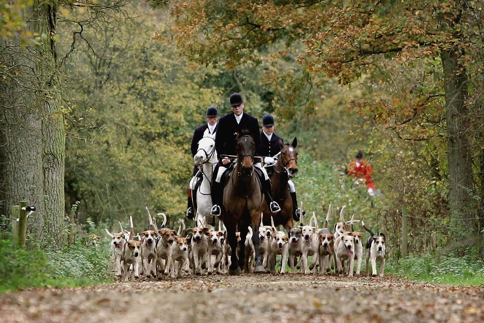 Proponents say the bill will get rid of a cruel, colonial tradition of fox hunting with horses and hounds. Photo: Getty