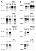 Western blot detection of proteinase K–resistant core PrP in the brains of tgBov, tgMet, (tgVal), or tgMet/Val mice inoculated with ARR/ARR or ARQ/ARQ c-BSE isolates in a study of the oral transmission of c-BSE in ARR/ARR sheep. A) ARQ/ARQ sheep. B) ARR/ARR sheep. Original c-BSE isolates from ARQ/ARQ or ARR/ARR sheep and a scrapie isolate were included as controls. Proteinase K–resistant core PrP was detected by using the monoclonal Sha31 anti-PrP. c-BSE, classical bovine spongiform encephalopathy; pass, passage; PrP, prion protein; tgBov, transgenic mice bovine PrP–expressing mice; tgMet, transgenic mice expressing human Met129; tgMet/Val, transgenic mice expressing human Met/Val129; tgVal, transgenic mice expressing human Val129.