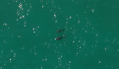 Fewer than 10 of these vaquitas are left. Can the species be saved?