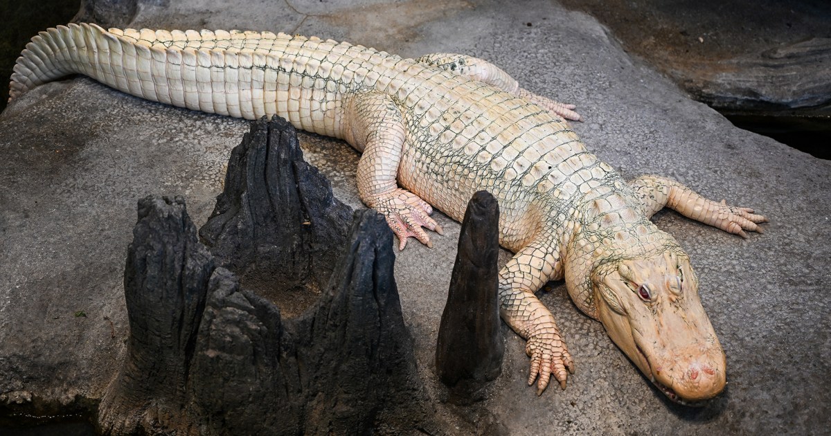 San Francisco says goodbye to beloved albino alligator Claude