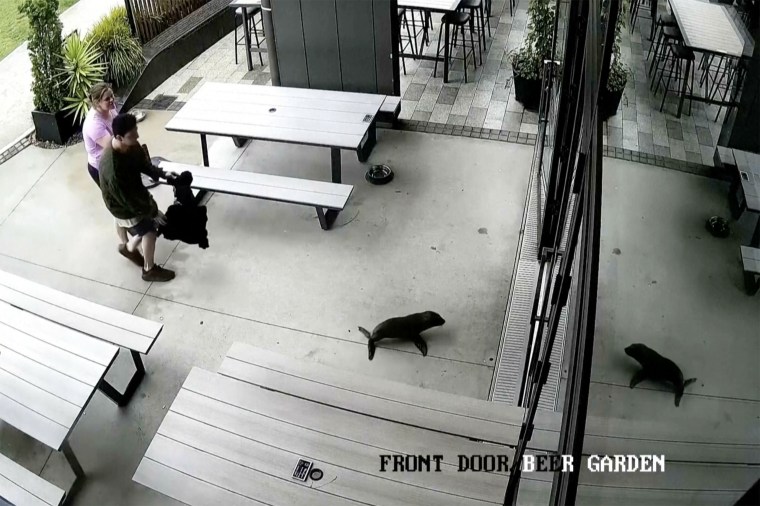 Security footage of a seal entering a bar