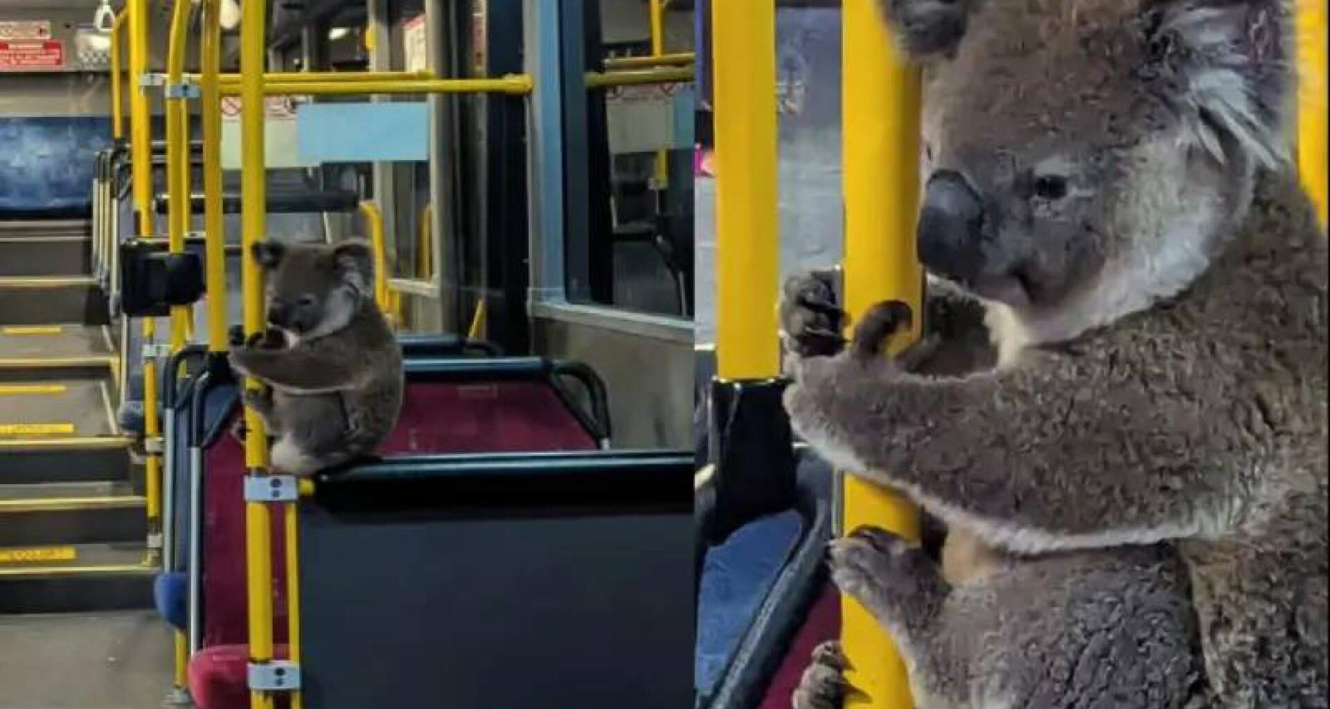 Koala Takes the Bus: Hugging Handrail Adorably Goes Viral