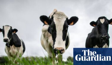 China hits EU dairy industry with tariffs of up to 42.7% | Food & drink industry
