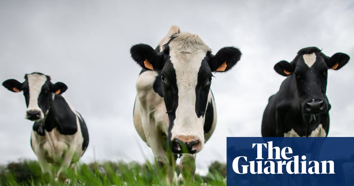 China hits EU dairy industry with tariffs of up to 42.7% | Food & drink industry