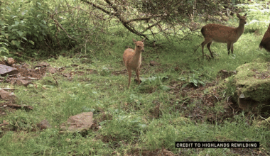 Monarch of the glen at risk from non-native sika deer