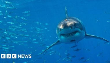 Great white sharks face extinction in Mediterranean, say researchers