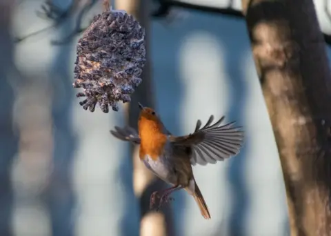 John McGuinness A robin photographed in mid-air as it picks at a pine cone suspended from a tree
