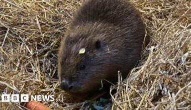 Young female beaver's arrival 'exciting moment' for sanctuary