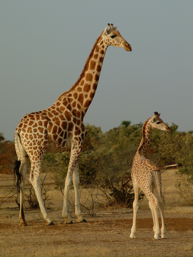 A Northern giraffe with its calf in Niger.