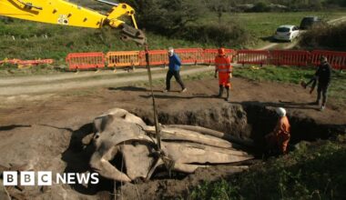 The story of the buried whale's head