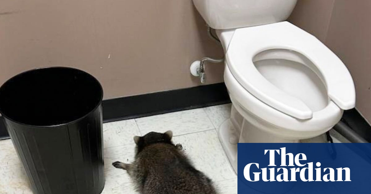 Drunk raccoon found passed out in Virginia liquor store | Virginia
