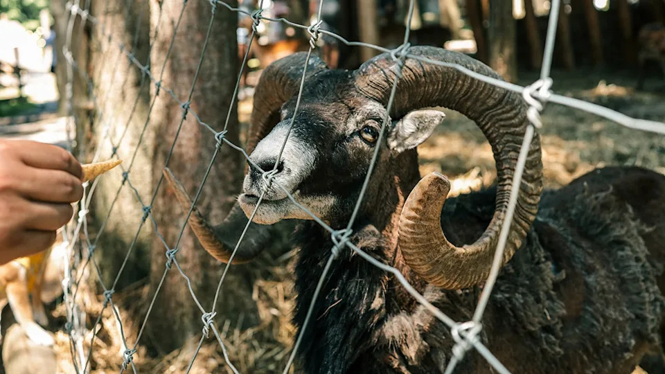 Hand feeding curved-horn mouflon through wire fence in wildlife enclosure.