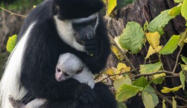 Fota Wildlife Park invites public to help name new black-and-white colobus baby monkey