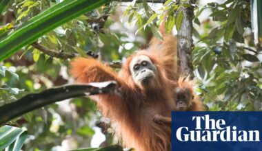 It’s the world’s rarest ape. Now a billion-dollar dig for gold threatens its future | Indonesia