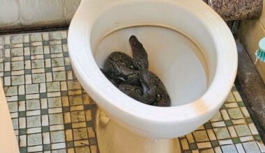 Man finds snake in toilet