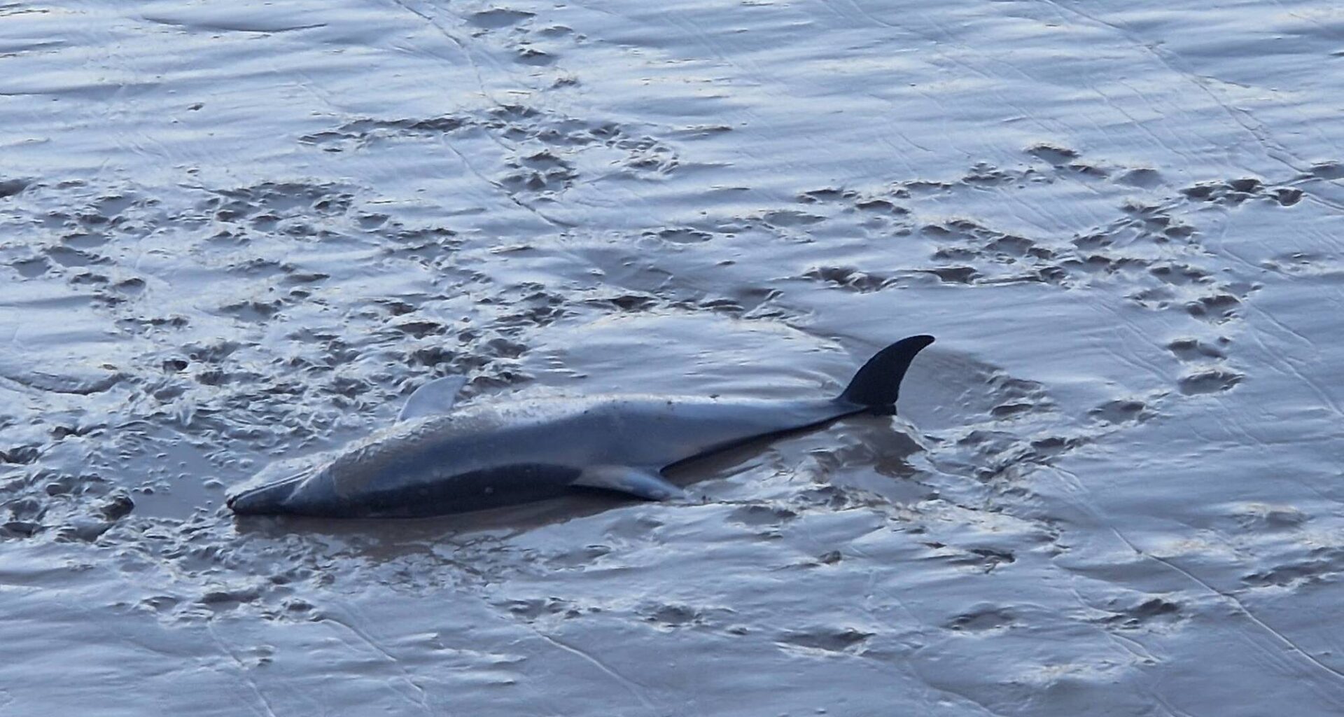 Dead dolphin in Waterford River - News