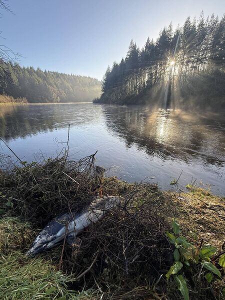 The first sighting on Tuesday of the dead dolphin in St Mullins by a local resident.