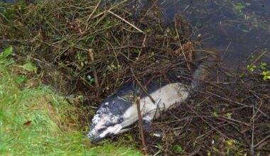 Dead dolphin found on the shore in St Mullins, miles from the sea - News