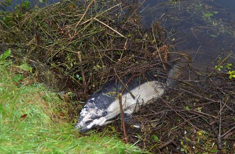 Dead dolphin found on the shore in St Mullins, miles from the sea - News