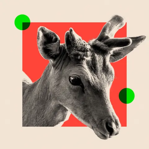 BBC An image of a deer in black and white
