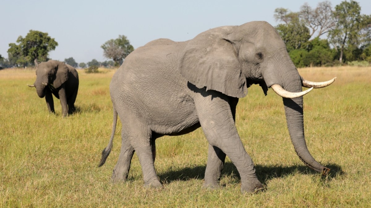 Why are conservationists alarmed about Botswana’s biggest elephant hunt? | Wildlife News