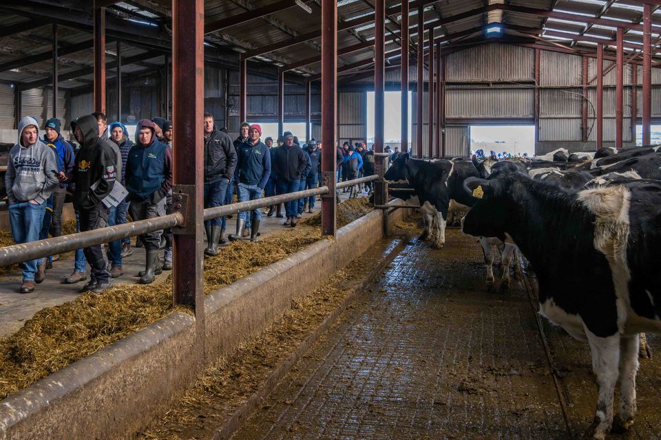 A farm walk in the sheds