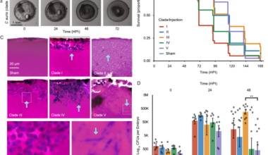 Xenosiderophore transporter gene expression and clade-specific filamentation in Candida auris killifish (Aphanius dispar) infection