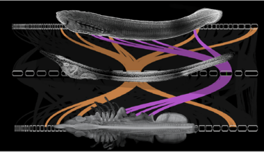Evolutionary dynamics of FoxQ2 transcription factors across metazoans reveals three ancient paralogs