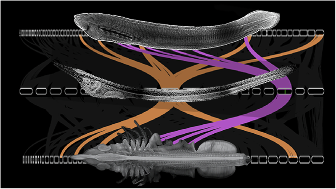 Evolutionary dynamics of FoxQ2 transcription factors across metazoans reveals three ancient paralogs
