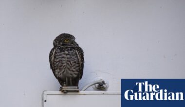 Cruise-ship stowaway owls set for US return after living it up at Spanish resort | US news