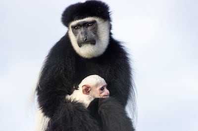Fota Wildlife Park is inviting members of the public to help name the new baby colobus monkey. Photograph: Sinéad Donnachie/Fota Wildlife Park