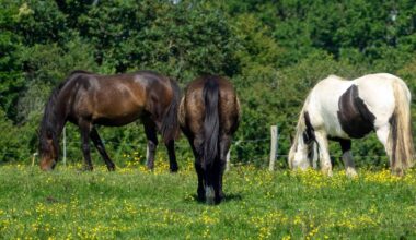 Department gains most accurate snapshot of Ireland's horses with Equine Census