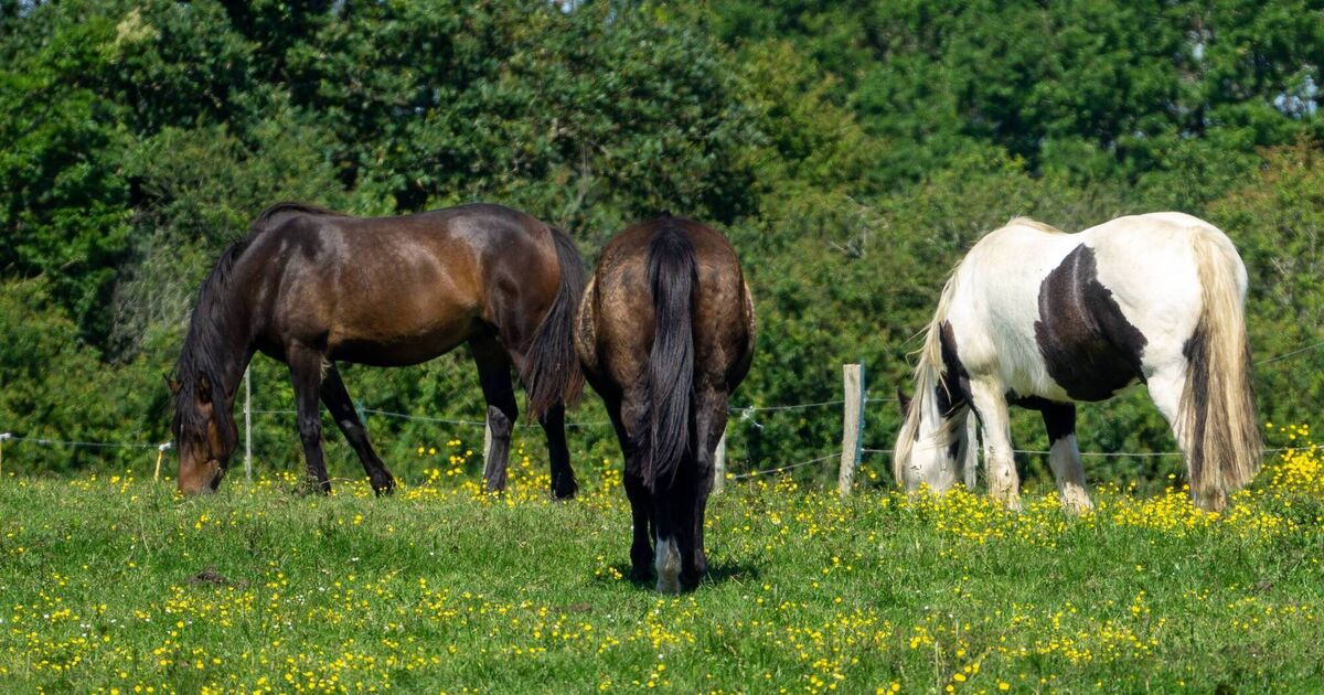 Department gains most accurate snapshot of Ireland's horses with Equine Census
