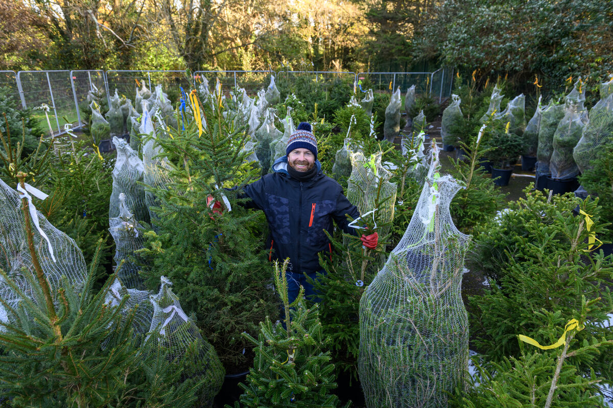  Colm Crowley who runs a Christmas business selling Christmas trees at Mahon Industrial Park Cork. - Picture Dan Linehan