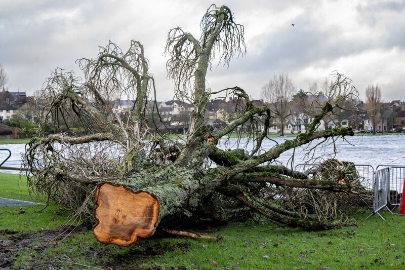 A large tree lies uprooted at the Lough in Cork as a result of Storm Bram. Picture: Chani Anderson