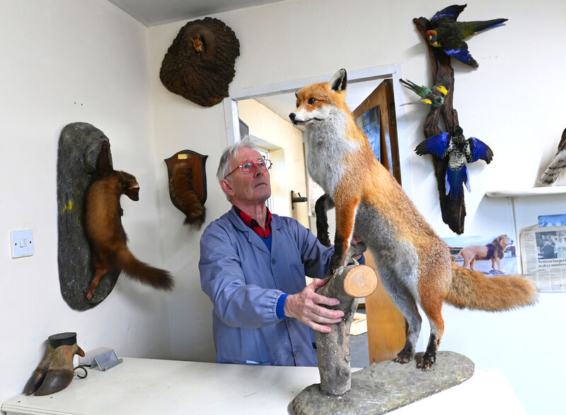 Ger O’Brien with a mounted fox at his workshop. Picture: Larry Cummins