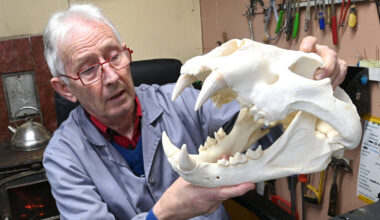 The taxidermist who specialises in stuffing big cats