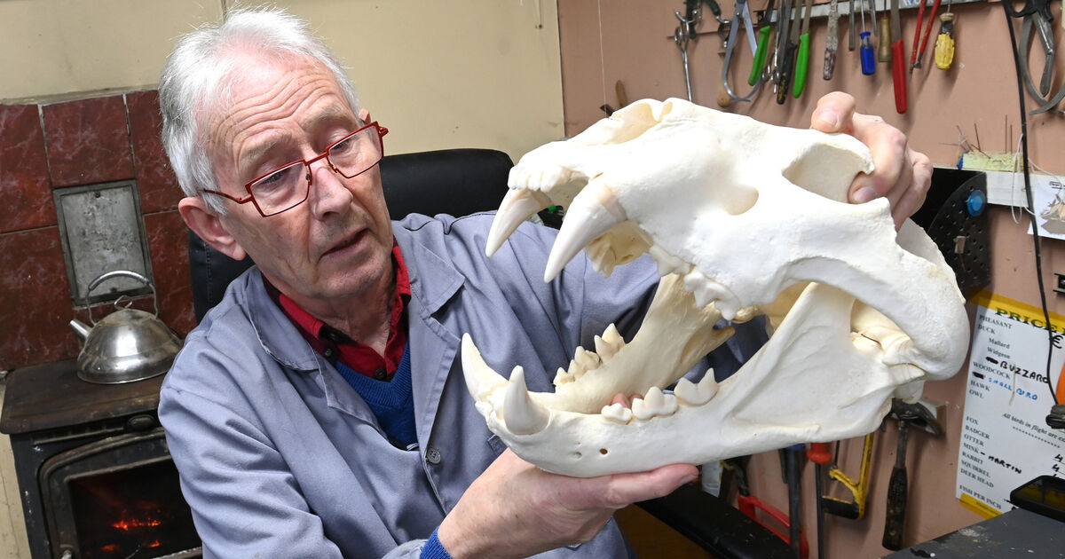 The taxidermist who specialises in stuffing big cats