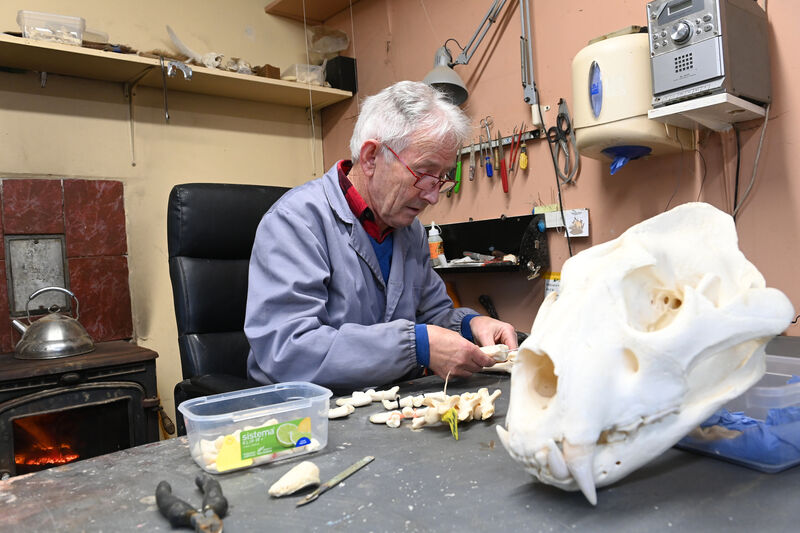 Ger cleaning some pieces of the siberian tiger skeleton. Picture: Larry Cummins