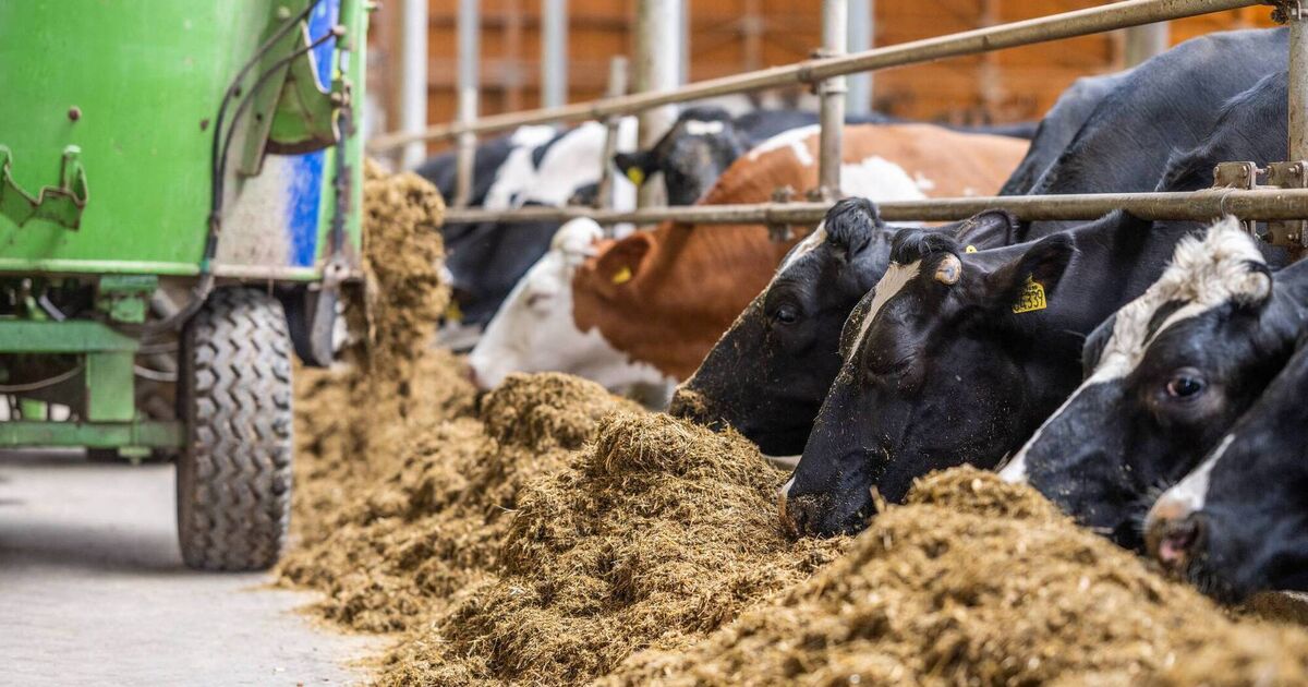 Dry cow diets — a steady transition into the next lactation