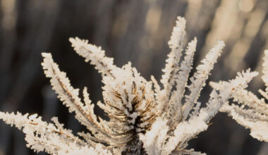 Met Éireann forecasts frost, ice, and winter sunshine for Christmas period
