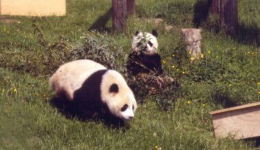 Chinese panda's death linked to Ireland visit 