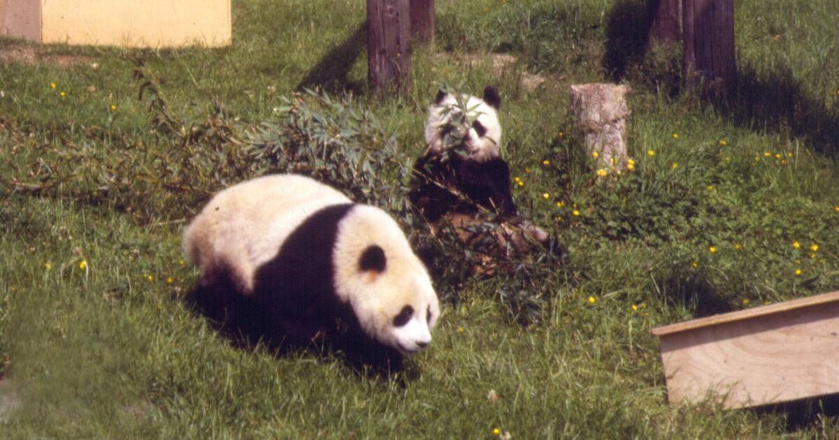 Chinese panda's death linked to Ireland visit 