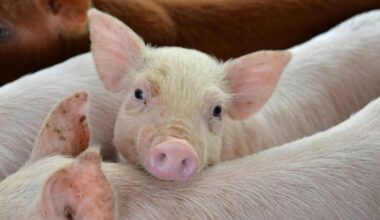 Pig kidneys could solve donor shortage, according to US trial 