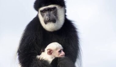Fota Wildlife invites public to help name parks newest arrival, a baby colobus monkey